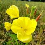 Oenothera glaziovianaFlors