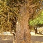 Maerua crassifolia Corteza