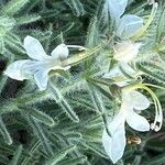 Teucrium pseudochamaepitys Blüte