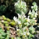 Sideritis hirsuta Flower