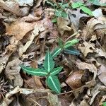 Chimaphila maculata Hoja