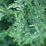 Juniperus chinensis 葉