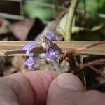 Orobanche ramosa ফুল