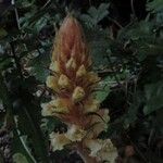Orobanche hederae Flor