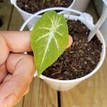 Caladium bicolorপাতা