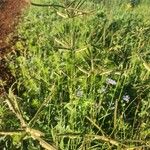 Eustachys paspaloides Fleur