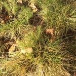 Carex remota Folla