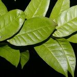Amphitecna gentryi Hoja