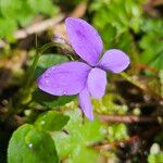Viola reichenbachiana Fiore