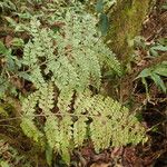 Asplenium hypomelas Leaf