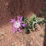 Centaurea paniculata Цвят