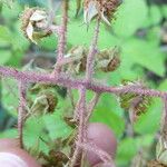 Rubus praticolor Outro