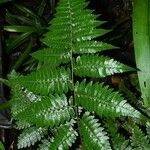 Cyathea surinamensis Лист