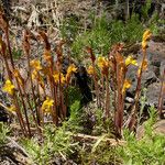 Orobanche fasciculata Hábito