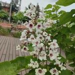 Catalpa ovataЦветок