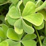 Oxalis hispidula Ліст