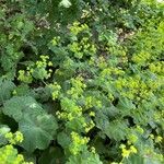 Alchemilla vulgaris Hábito