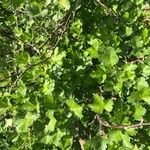 Ribes californicum Leaf