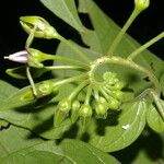 Solanum circinatum