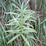 Polygonatum verticillatum 葉