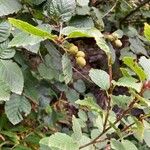 Alnus alnobetula Owoc