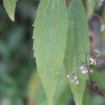 Ageratina riparia 葉