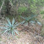 Yucca pallida Hábito