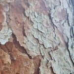 Pinus echinata Corteza