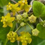 Cynanchum insipidum Blüte