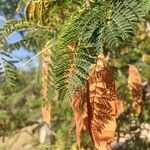 Albizia harveyi Плод