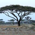 Vachellia tortilis Hábito