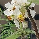 Sparrmannia africana 花