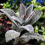 Kalanchoe tomentosaЛист