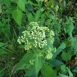 Ageratina aromaticaফুল