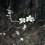 Prunus spinosa Квітка