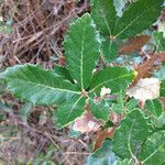 Quercus lusitanica Листок