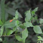 Cuphea appendiculata Kvet