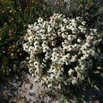 Zinnia acerosa Blüte