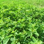 Atriplex suberecta Habit