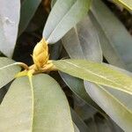 Rhododendron L.Flor