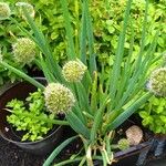 Allium fistulosum 葉