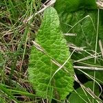 Verbascum phoeniceum Hoja