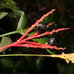 Reinhardtia simplex 花