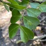 Haematoxylum campechianum Blatt