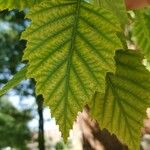 Betula pendulaBlatt