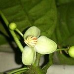 Peltostigma guatemalense Floare
