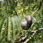 Enterolobium contortisiliquum Fruit