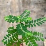 Phyllanthus amarus Leaf