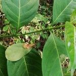 Gaertnera paniculata Leaf