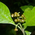 Psychotria racemosa Deilen